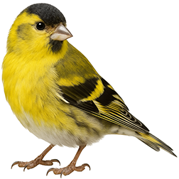 Eurasian Siskin